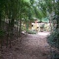 Sous la bambusaie