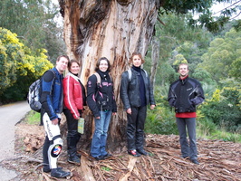 A l'ombre d'un eucalyptus de 250 ans ...