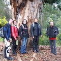 A l'ombre d'un eucalyptus de 250 ans ...